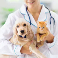 Vet6